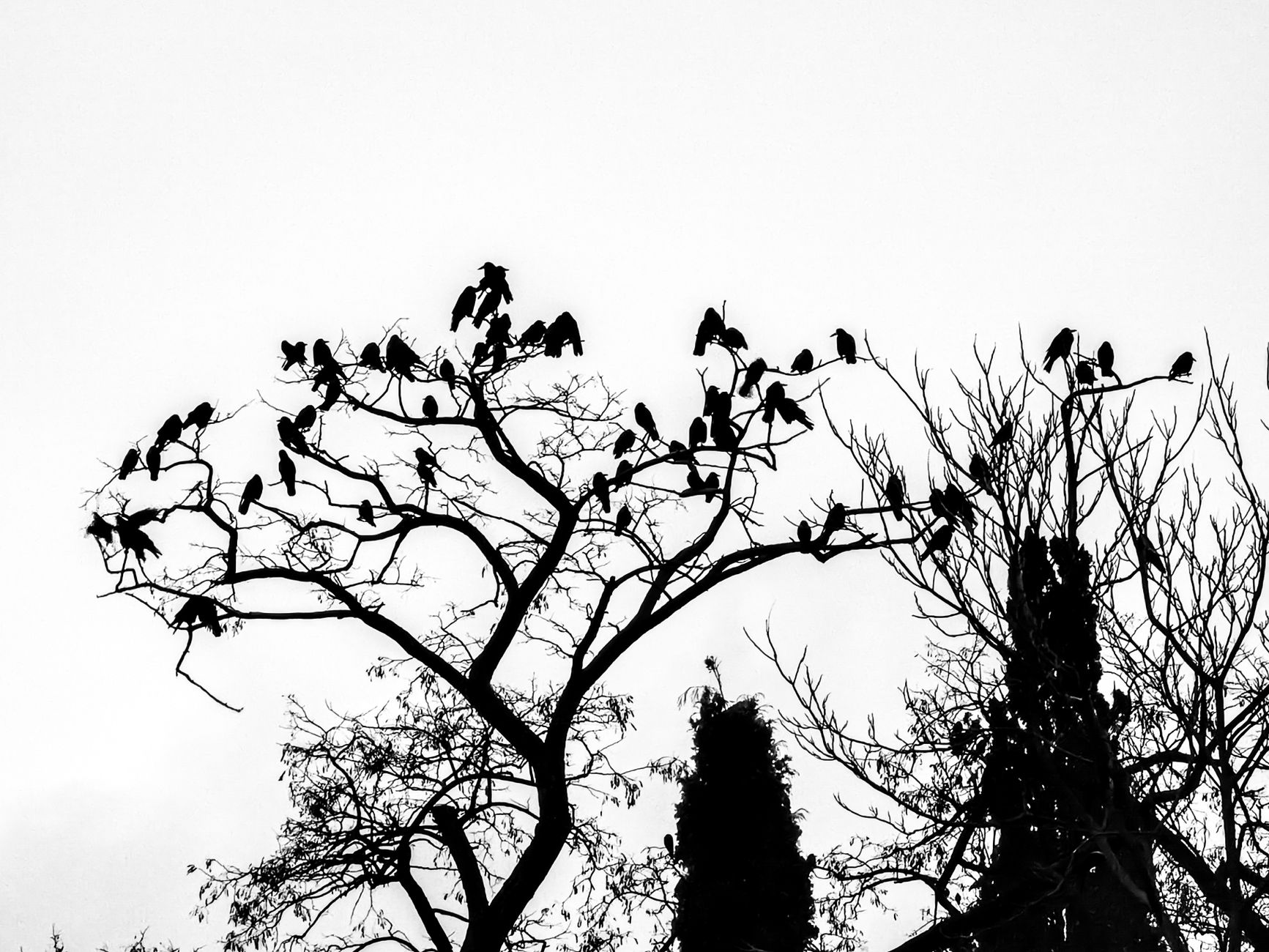 Ravens