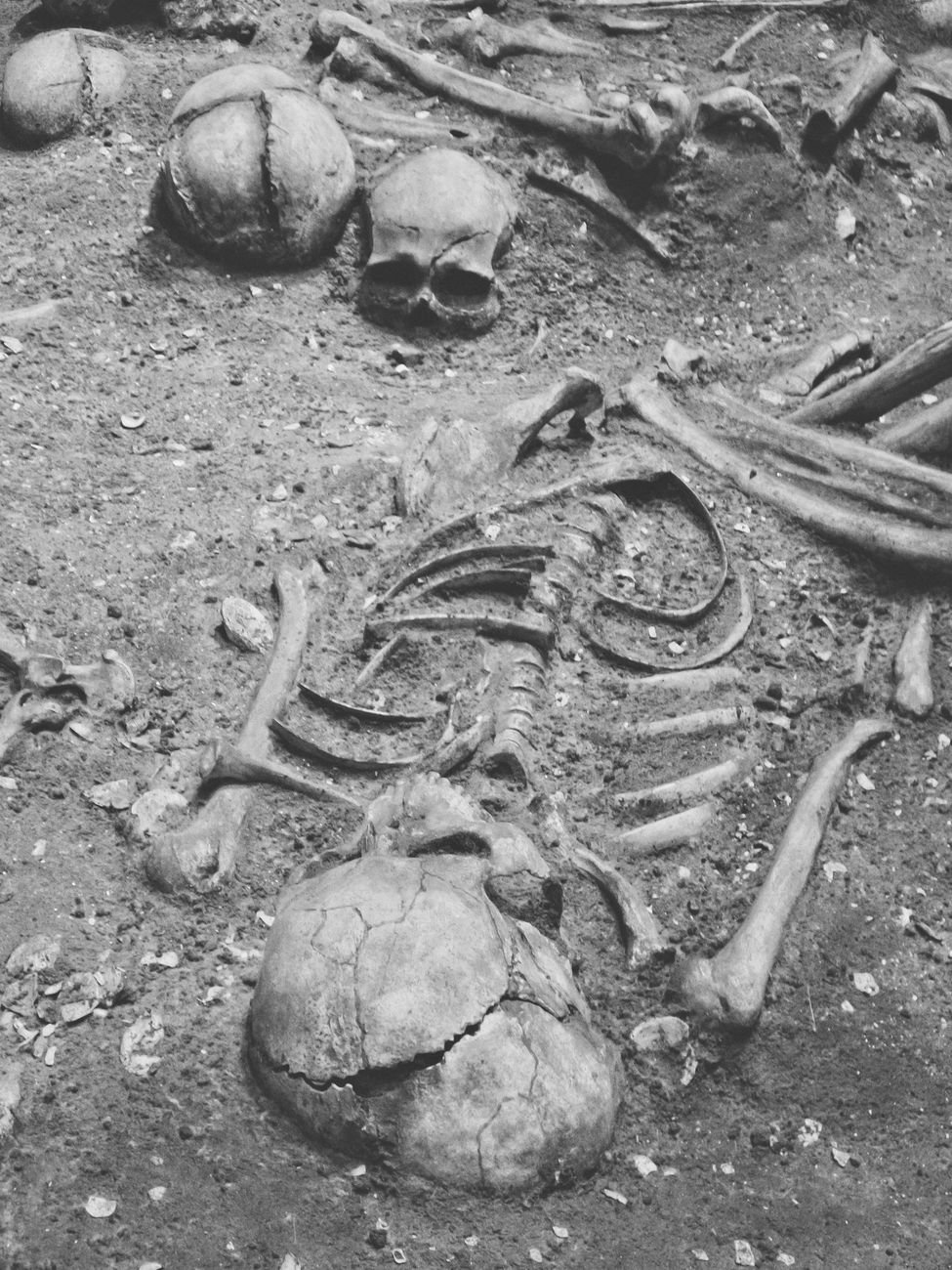 Dry Bones